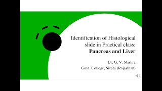 Practical histology Pancreas and Liver [upl. by Hashim931]