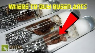 Where to Buy Queen Ants  Getting Started in Ant Keeping 101 [upl. by Enial]