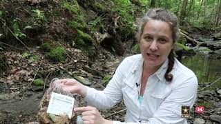 How to Test Water Quality with Insects  ERDC Science Experiments  GEMs Camp [upl. by Mcclary376]