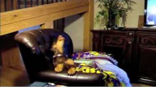 Law and Order Dogs Funny Dog Videos [upl. by Dumanian]