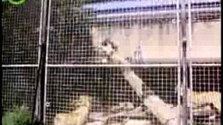 Leeuw eet reiger Amsterdam Zoo ARTIS Official Web Video [upl. by Assyn603]