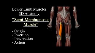 Semimembranosus Muscle Anatomy Origin Insertion Innervation And Action Function Motion [upl. by Phina]