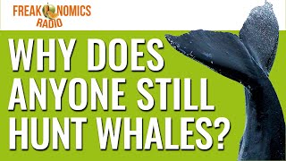 Why Do People Still Hunt Whales  Freakonomics Radio  Episode 550 [upl. by Winni]