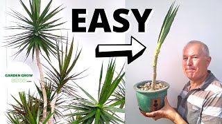 How to Propagate a Dracaena Marginata With a High Success Rate [upl. by Aronos]