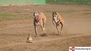 tazi dog race 2024  greyhound drag race  dog racing in Pakistan [upl. by Ainud854]