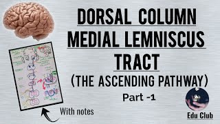 Dorsal column medial lemniscus tract  The Ascending pathway  Part  1 With PG questions [upl. by Hullda928]