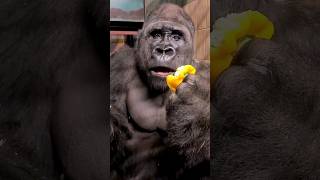 Yellow peppers are his favourite silverback gorilla asmr mukbang animals youtubeshorts food [upl. by Carolyne]