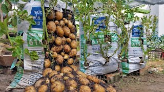 Why do potatoes grow in bags of soil have so many tubers Here is the answer [upl. by Dex]