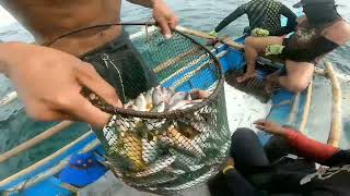 130 kilos of Yellow Tail Fusilier Fish caught on fishing net [upl. by Jessy]