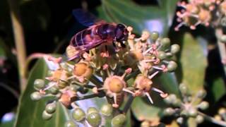 The importance of ivy flowers for pollinators [upl. by Yenahc747]