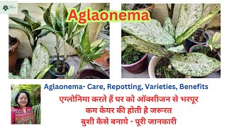 Aglaonema Care Repotting Varieties Benefits एग्लोनिमा करते हैं घर को ऑक्सीजन से भरपूर aglaonema [upl. by Findley975]