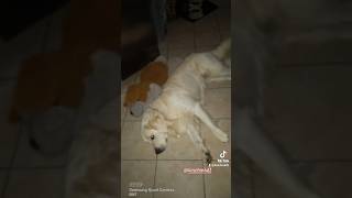 😂🤣 Du solltest Gassi mit mir laufen  😂🤣🤭 goldenretriever welpe pets puppy lustigerhund [upl. by Yelehsa]