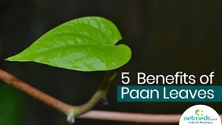 5 Great Benefits Of Betel LeavesPaan Leaves [upl. by Ziana]