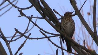 Song Thrush at RSPB Fowlmere  Feb 2014 [upl. by Washington]