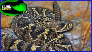 Worlds Largest Rattlesnake Species  The Eastern Diamondback Rattlesnake [upl. by Ioved737]