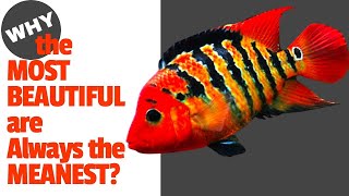 Beautiful JERK FISH amp a Lot More The Cichlids amp Coffee Live Stream [upl. by Octavla]