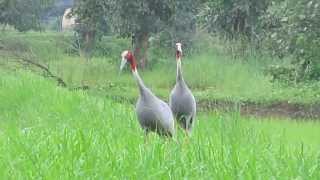 saras bird vedio by Rakesh Chute [upl. by Akeinahs]