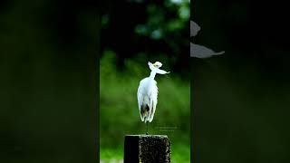 Preening  nature birds natgeo natgeowild wildlife [upl. by Nylyrehc]