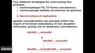 T4 phage DNA replication [upl. by Odette484]