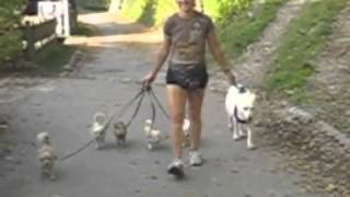 Spaziergang mit 5 Chihuahuas und einer weißen Schäferhündin  Eva Windisch  Mit Hunden sein [upl. by Booker]