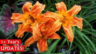 Beautiful SUMMER Lily  Daylilies How To Plant GROW amp CARE [upl. by Tammy]