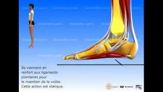 Le pied  organisation et fonctions musculaires [upl. by Kataway]