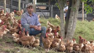 Beneficios del sistema gallina feliz  La Finca de Hoy [upl. by Maxi]