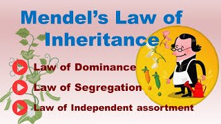 Mendels Law of Inheritance  3 Mendelian Law of Inheritance  ABT Gurukul [upl. by Maryly]