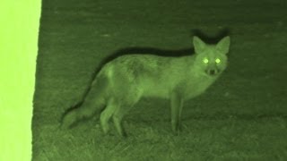 Foxing  Brilliant HD night vision fox shooting [upl. by Selym]