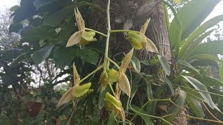 Orquidea Catasetum fimbriatum [upl. by Aivat645]