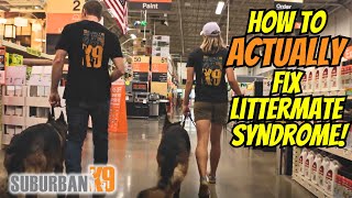 Can You Fix Littermate Syndrome Exercises That Work [upl. by Belac]