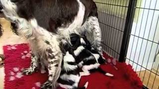 English Springer Spaniel puppies 4 weeks old Litter F [upl. by Wightman]