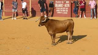 536 FESTEJO TAURINO SUELTA DE VAQUILLAS FERIA SAN MATEO 2292024 ALCALA LA REAL [upl. by Ivie]