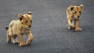 Lion Cubs FINALLY accepted into the pride of Casper the White Lion and his Brothers [upl. by Takeshi]