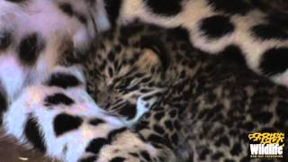 BCS  Amur Leopard Cubs 2012  with Mum at just 11 Days Old [upl. by Petes]