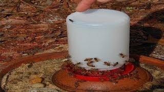 Easy Honey Bee Feeder from Poultry Chicken Waterer Honeybees [upl. by Schwenk]