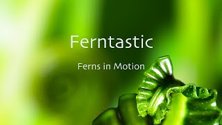 Ferntastic Fern Unfurling Time Lapse [upl. by Akcimahs]