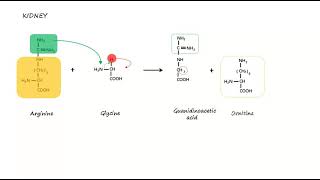 Creatine  Phosphocreatine synthesis [upl. by Einnep]