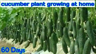 How to grow cucumbers in 60 days🥒cucumbers growing at home terracegarden TerraceGarden08 [upl. by Yer]