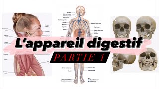 Cours 9 Appareil digestif partie 1  cavité buccale pharynx  œsophage شرح بالدارجة [upl. by Clements11]