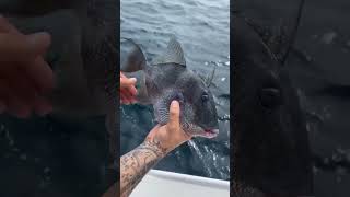 First Triggerfish while on vacation So cool triggerfish scarfishing fishing fishinglife [upl. by Neira]