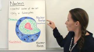 Organization of the Cell [upl. by Ashlee]