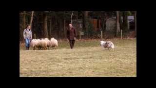 Australian Shepherd first time herding sheep [upl. by Gabbey299]