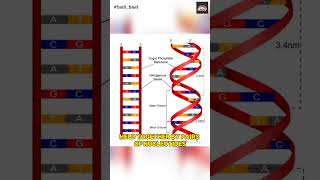 DNA Deoxyribo Nucleic Acid  dna helix molecules inheritance biology mayanksir [upl. by Weeks923]