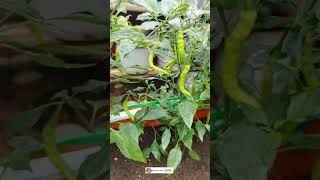 Organic lots of chillies in my terrace garden youtubeshorts shorts organicfarming [upl. by Siravaj431]