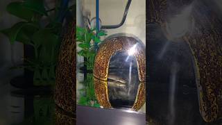 My 2 Senegalus BichirsKuhli Loach And Algae Eater Playing aquarium bichirfish kuhliloach eel [upl. by Knitter934]