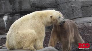 Isbjørnepar forenet i Den Arktiske Ring  Copenhagen Zoo [upl. by Lytsyrk]