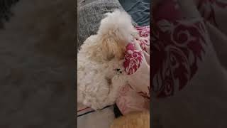 Cuccioli Barboncino Toy maschi in vendita video 2 [upl. by Eladnwahs]