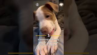 Cane Corso Pitbull Mix FUN FACTS 🐕‍🦺🐾 [upl. by Alexander]