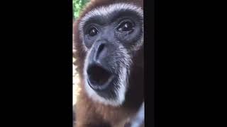 Monkey Screams Spins And Dissappers Monkey Meme [upl. by Ludovick]